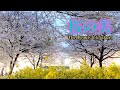 【JAPAN TRIP】Unveiling the Beauty of Cherry Blossoms! 4 Must-See Sakura Spots in Gunma 【GUNMA TRIP】