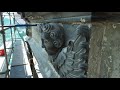 Як реставрують фасад Гарнізонного храму Львові. Головний ворог – цемент.