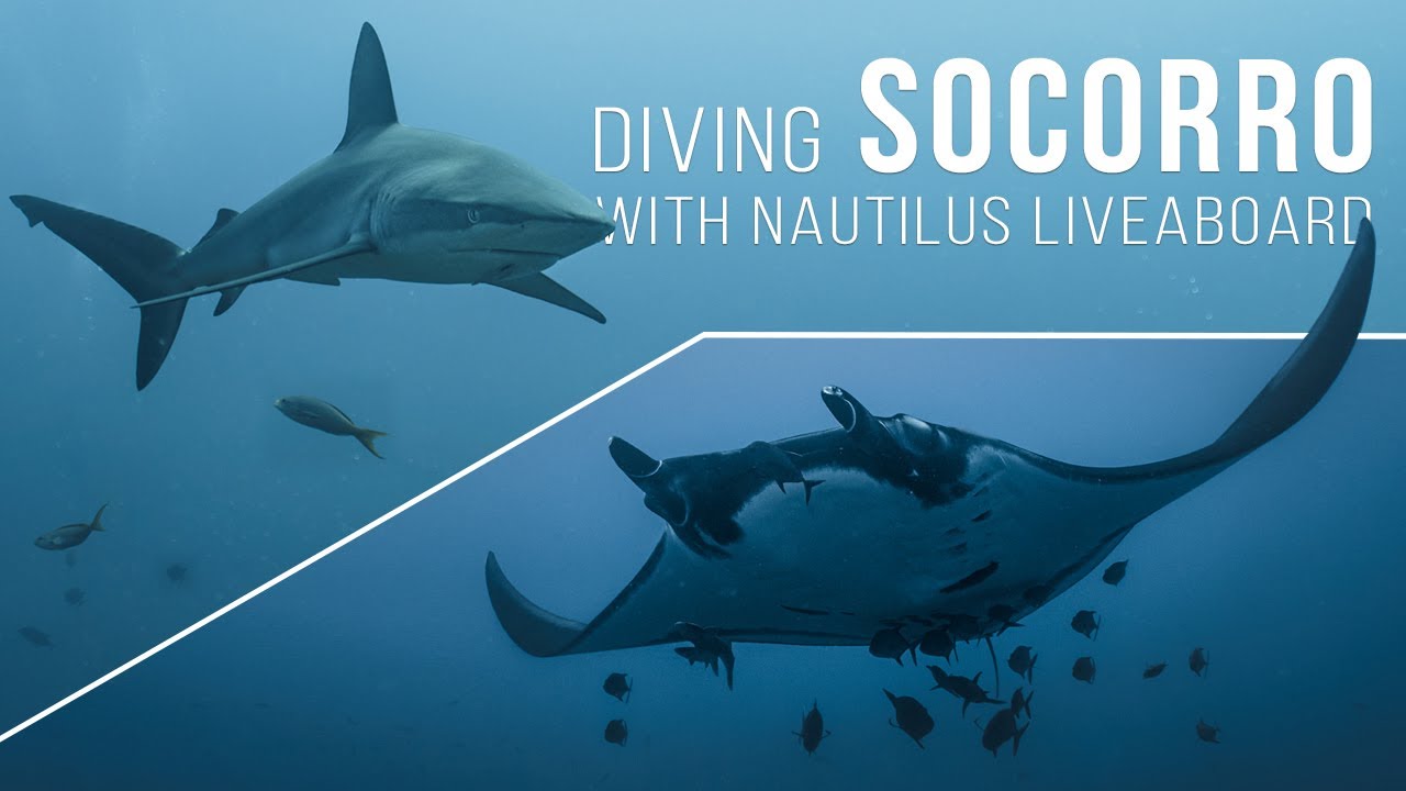 Diving SOCORRO in 4K Nautilus Liveaboard YouTube