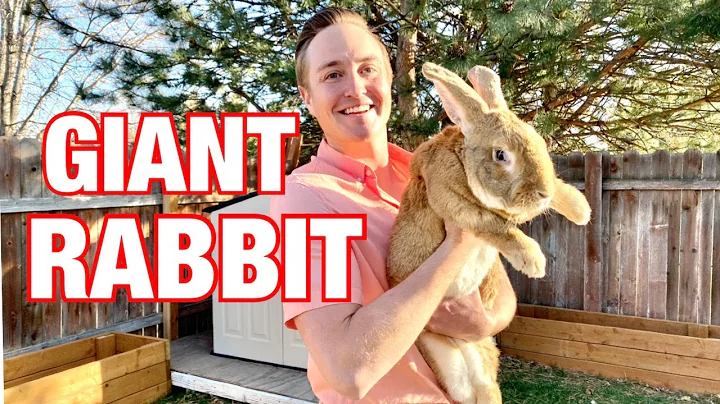 Giant Rabbit: 18 Pounds!!!!
