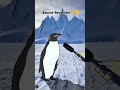 penguin secret revoled😨😂 #comedy #comedyshots #desimeme #entertainment #funny #viralpenguin #viral