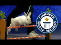 Rabbit breaks world jumping record on tv  guinness world records
