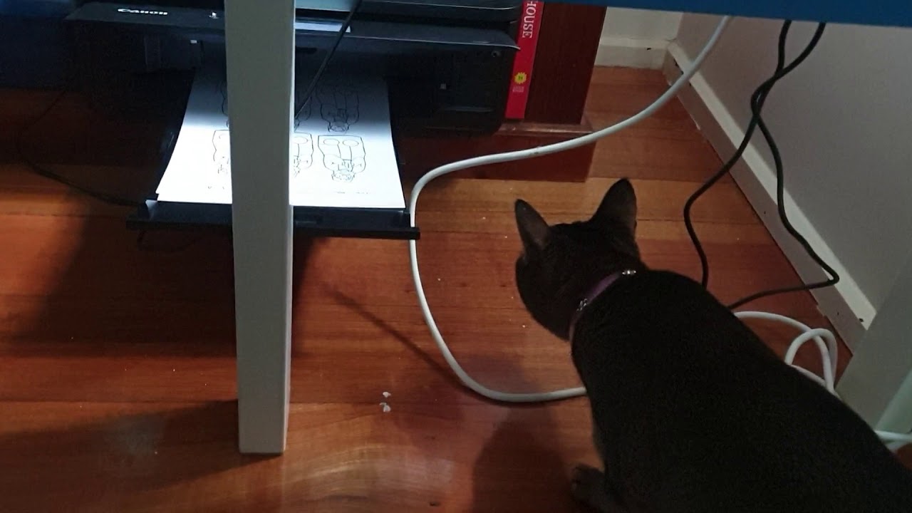 My cat watching the printer. - YouTube