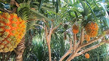 Quả dứa dại và tác dụng của quả dứa dại