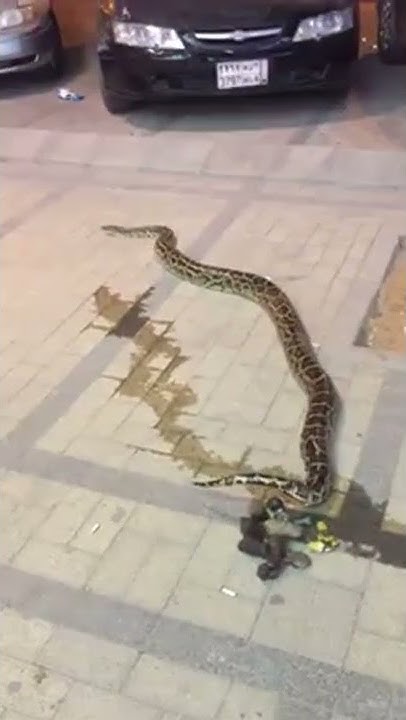Reticulated Python POOP - Riyadh KSA - YouTube