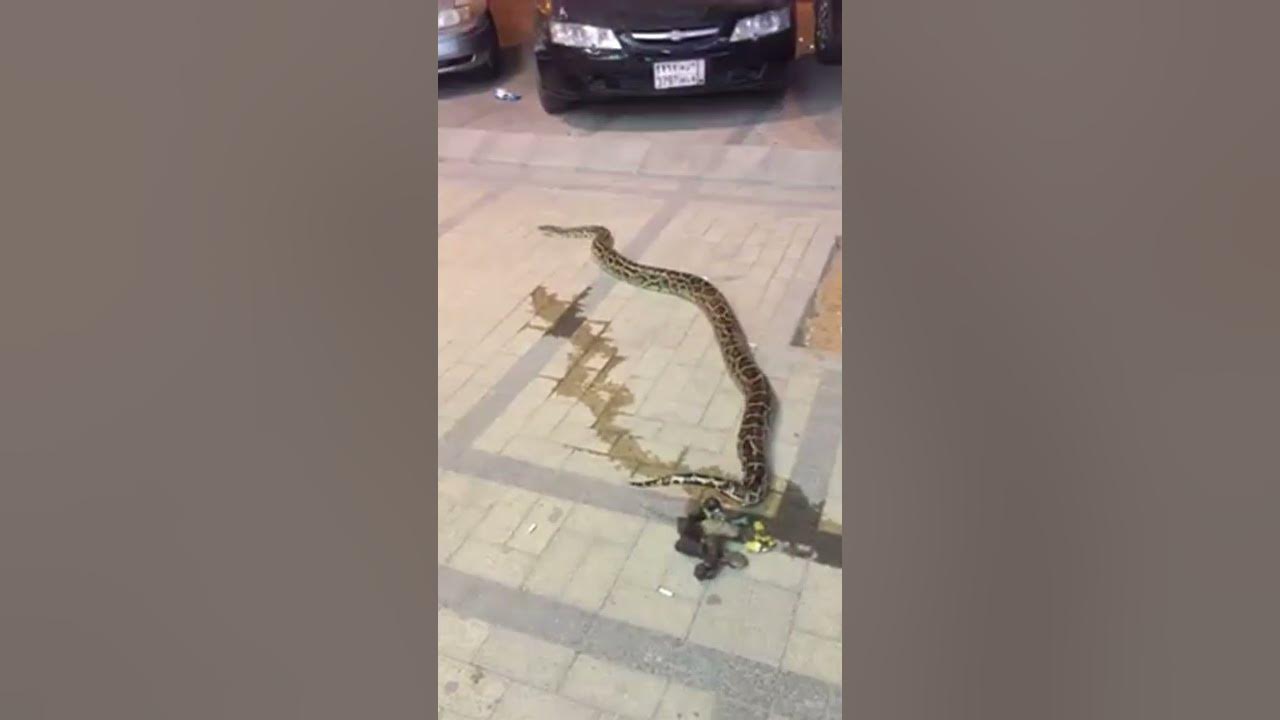 Reticulated Python POOP - Riyadh KSA - YouTube