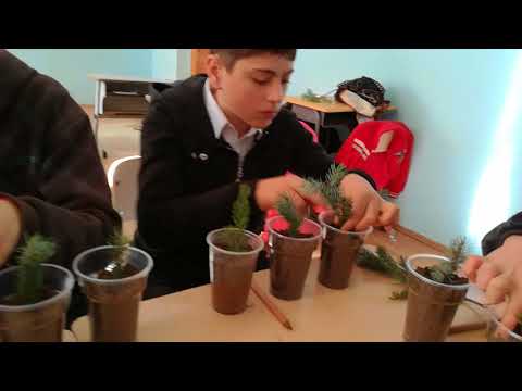 ნაძვის დაკალმების პროცესი