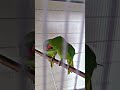 oh no #parrot#talkingparot