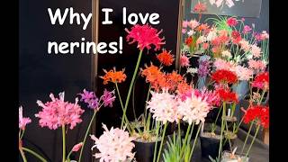 Why I love nerines!