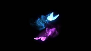 Celebrity Free stock footage - flying butterfly background (black)colorful intro outro free download Wealth