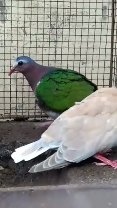 jodohkan burung punai tanah dengan burung puter apakah bisa #burung #birds #punaitanah #burungputer