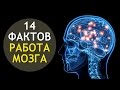 НАШ МОЗГ 👤 14 Фактов О Работе Нашего Мозга! ИНТЕРЕСНОСТИ