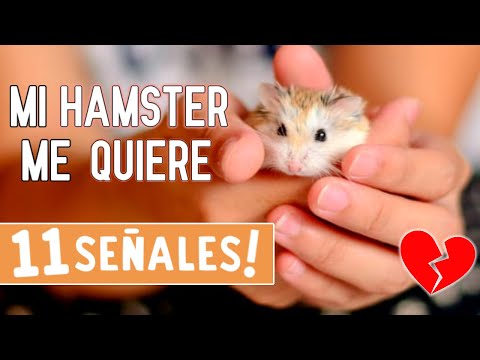 Como SABER si mi HAMSTER me QUIERE ❤️🐹 - 11 SEÑALES hqdefault