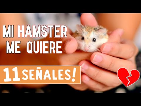 Video: Cómo saber si mi perro recientemente castrado tiene una infección