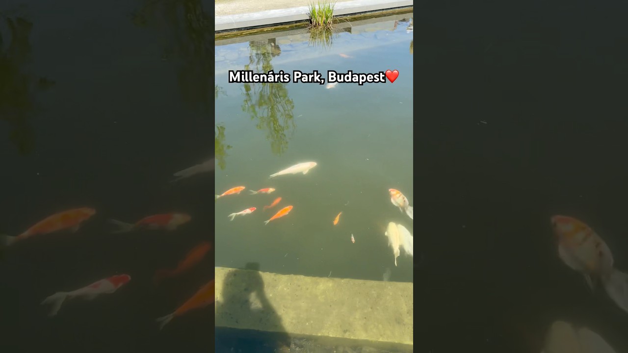 Sparkling Pool and Colorful Fish in Sunny Millenáris Park, Budapest