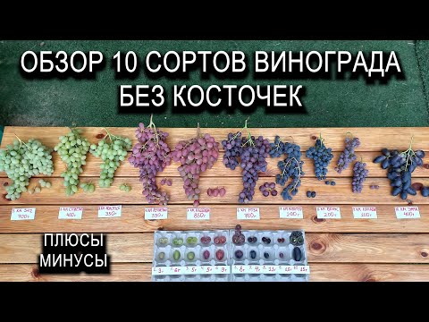 Обзор 10 сортов винограда без косточек. Плюсы и минусы #ТриЭкоВиноградник