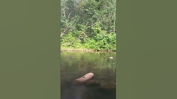 tes upload video: sungai Bondang, kecamatan Laung Tuhup, kabupaten Murung Raya