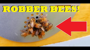 Robber Bees! : Beekeeping Quick Tip