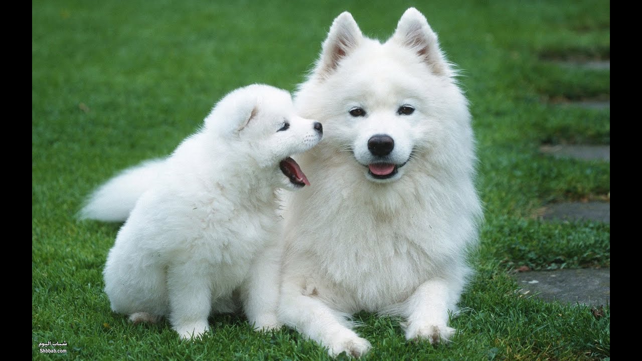 See Picture Nicest Dogs You See Picture Nicest Dogs