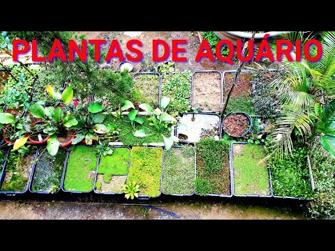 Vídeo: Plantas vivas em aquários: um guia de peixes