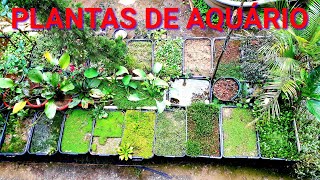 Cultivo de plantas para aquário  com valores .