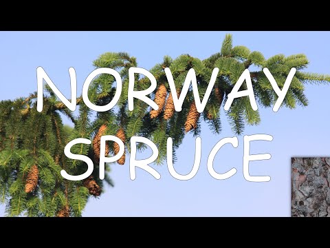 Vídeo: Que tipo de árvore é um abeto da Noruega?