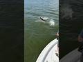 Fort Myers Tarpon Fishing – Boat Side Explosion