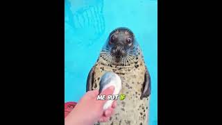 This Seal Woke Up and Showed Off Its Abs 😭🦭 #shorts