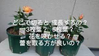 バラの剪定  どこで切ったら良いの？ 検証します 実際にミニバラで成長記録します