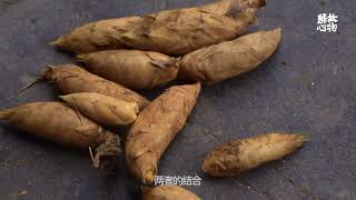 Chinese winter bamboo shoots【冬笋】