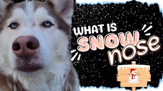 What is Snow Nose?
