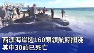 西澳海岸逾160頭領航鯨擱淺 其中30頭已死亡｜20240426 公視晚間新聞