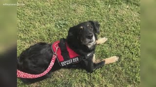 Verify: Do service dogs need to wear vests
