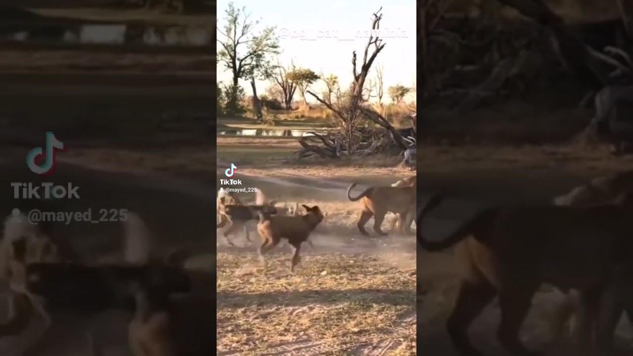 خوف اللبوه على شبلها