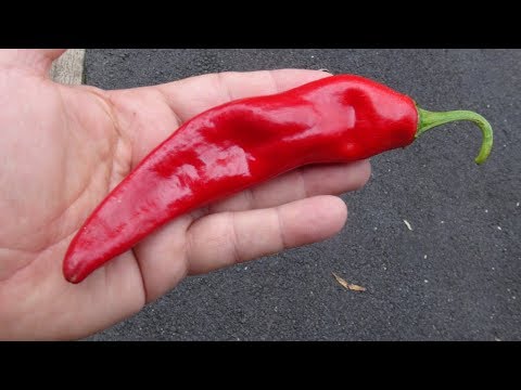 Video: Zijn guajillo chilipepers heet?