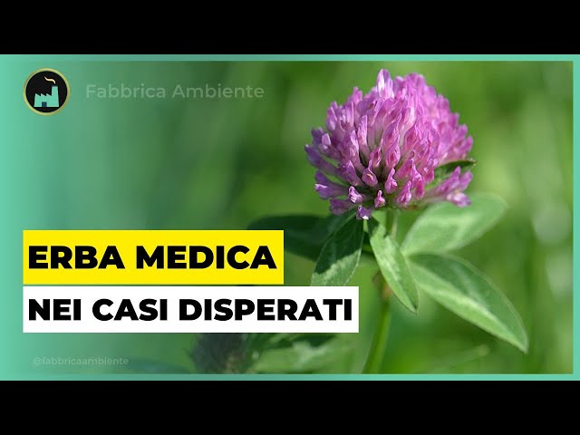 Erba Medica Per "Curare" Il Pianeta: Funziona Anche Dove l'Inquinamento E' Più Estremo