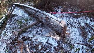 Bush trail and property line cleaning