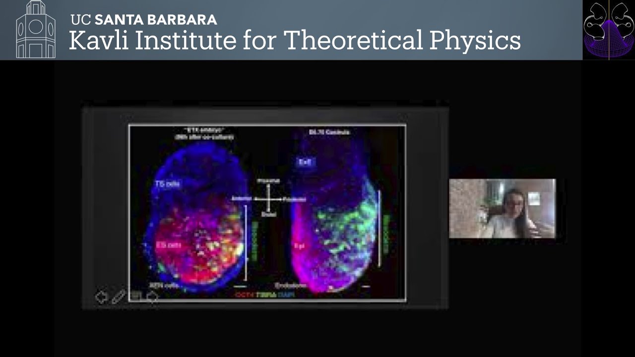 Modelling mammalian early embryonic development & patterning in vitro with stem cells ▸ Berna Sozen