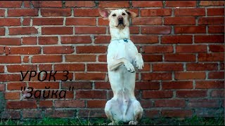 Урок 3. "Зайка".ВАЖНО!Досмотреть до конца! Урок 3. "Зайка".ВАЖНО!Досмотреть до конца!