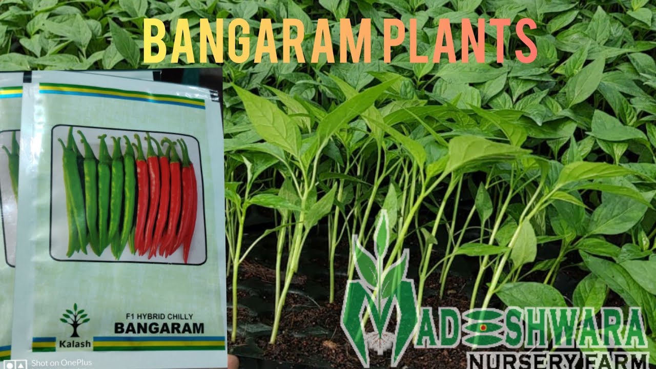 Madeshwara nursery farmBangaram chilli plants nursery in tamilnadu