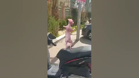 Watch the video about A sphinx cat riding a motorcycle #crazy #funny