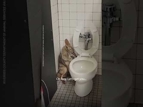 Coyote safely released to the wild after trapped in school bathroom | USA TODAY #Shorts