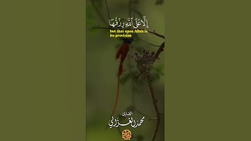 القارئ محمد الغزالي