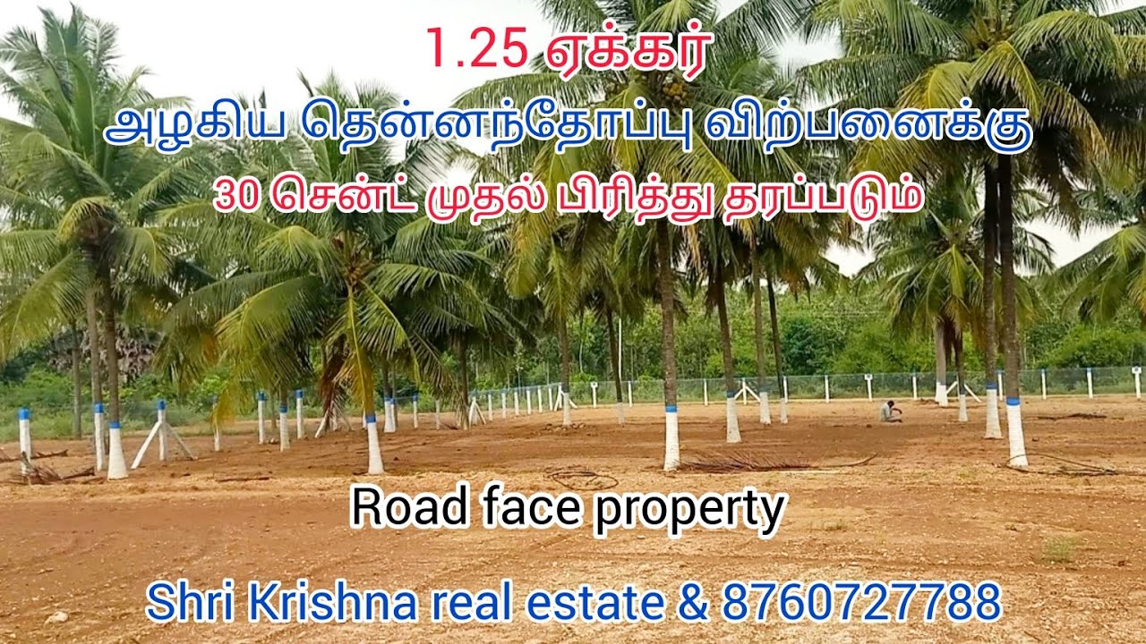 40) low budget coconut farm for sale.in kinathukadavu near, Thamaraikulam area YouTube
