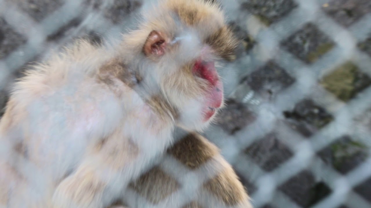 水族館破解 180604 61 小田原城動物園：3 猿山
