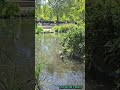#duck #welshharlequinduck #wildlife #animals #birds #nature#viral #lovenaturesbeauty #01