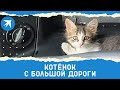 Котёнок с большой дороги: из бездомного в путешественники