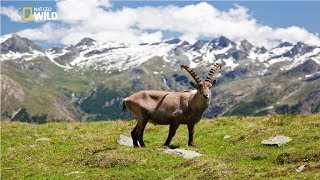 National Geographic - Italian Wildlife - New Documentary HD 2018 National Geographic - Italian Wildlife - New Documentary HD 2018