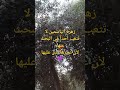 زهرة الياسمين لا ت تعب أحدا في البحث عنها لأن عبيرها يدل عليها سلام