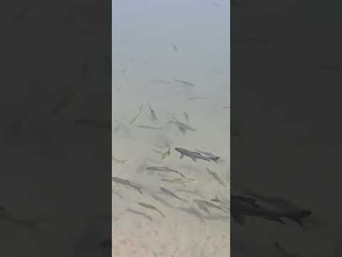 Fish/desert /dubaidesert /allahhuakbar youtube short/viral vedeo/info with sagar